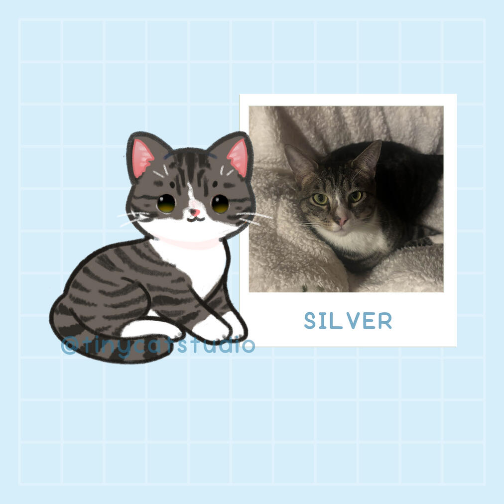 @carleearianna | Silver plays fetch