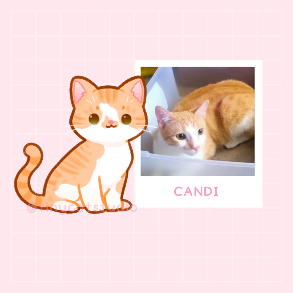 @ayshah_niara | Candi plays tag